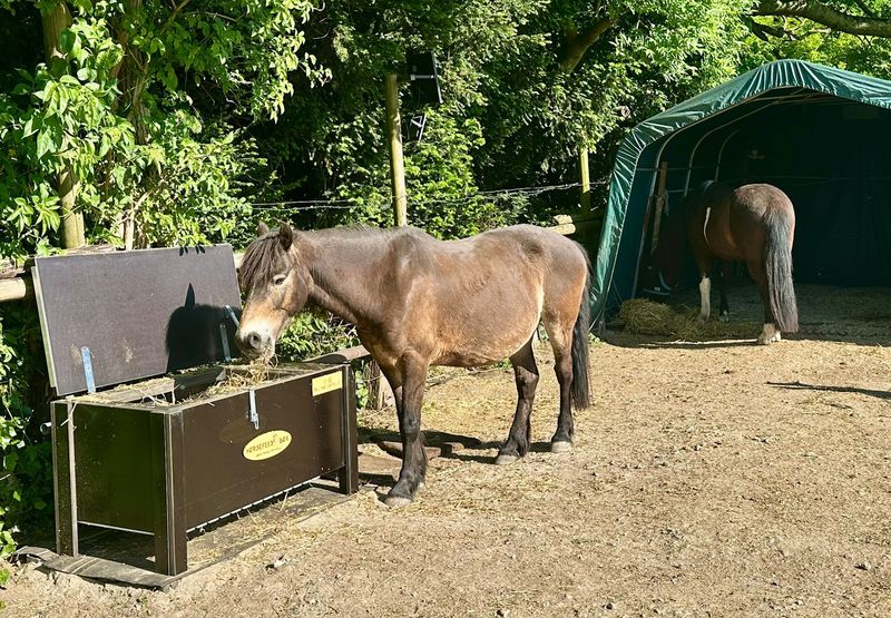 Original HORSEFEED BOX FULL TIME CONTROLLED DEEP BLACK EDITION