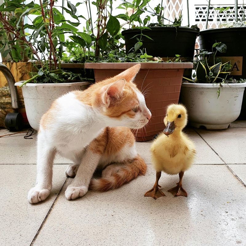 Natural Animal First Aid