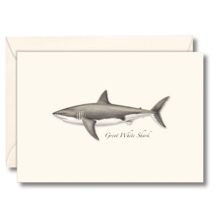 Boxed Notecards: Great White Shark