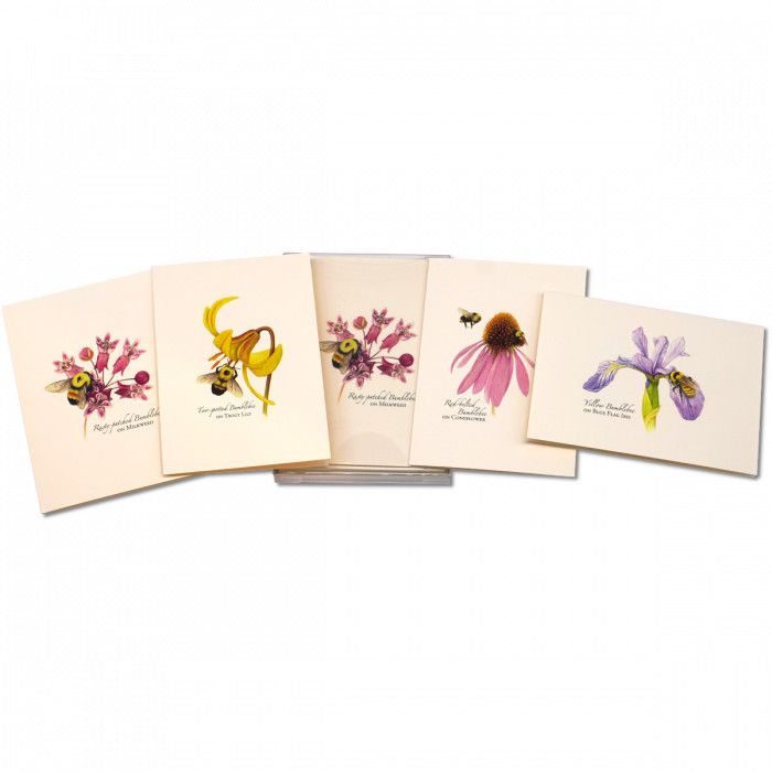 Boxed Notecards: Bumblebee