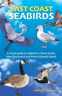 East Coast Seabirds by Jeffrey C. Domm