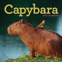 Capybara Wall Calendar - 2026