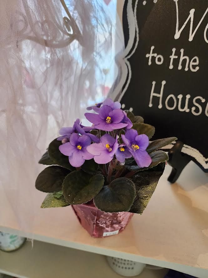 4&quot; African Violet