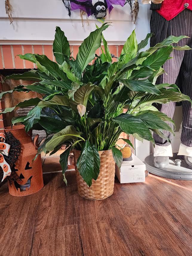 10&quot; Peace Lily with Basket