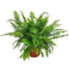 Macho Fern
