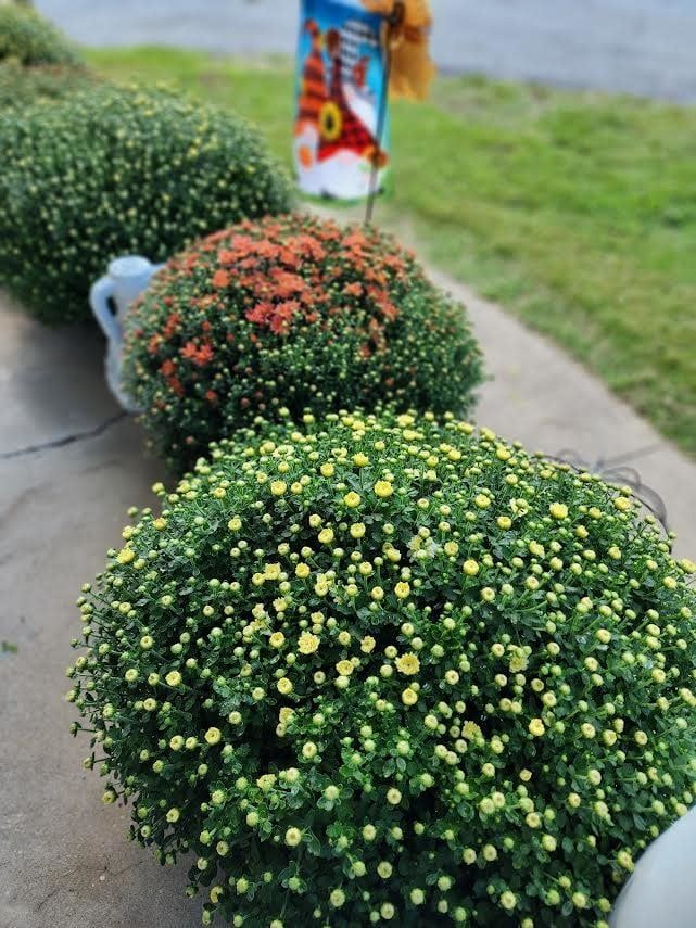 Mum - Large