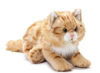 Maine Coon Cat LG