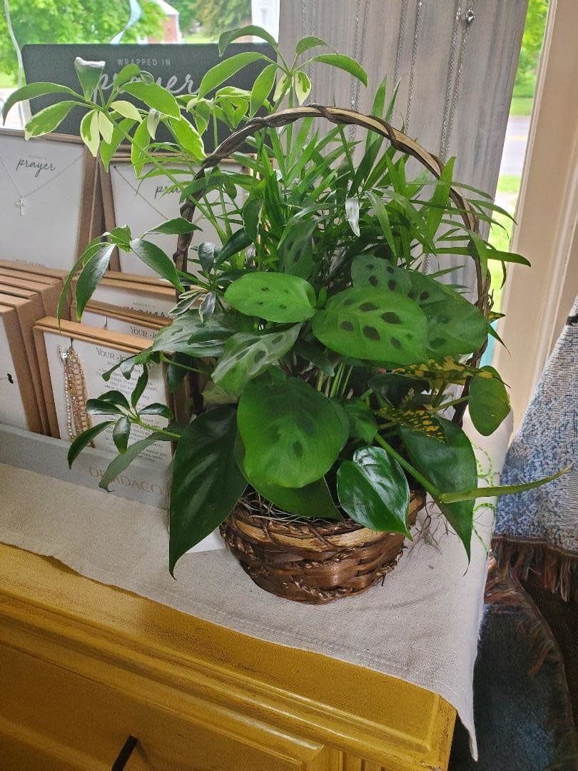 Small Dish Garden