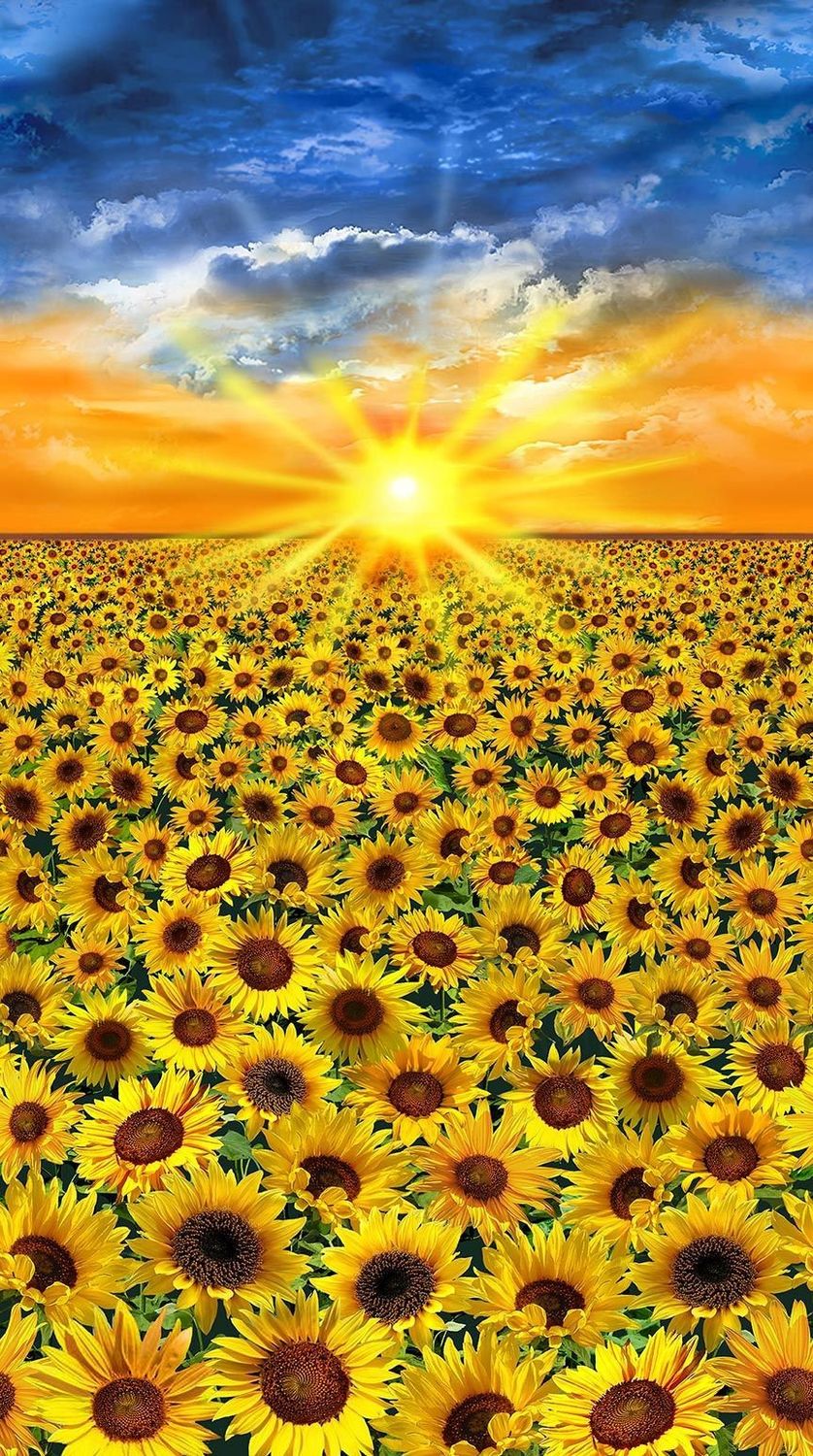 Sunset Sunflower Panel