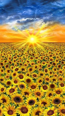 Sunset Sunflower Panel
