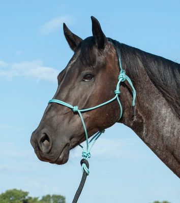 Halters / Leads