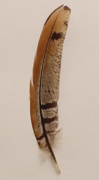 Twister Feather Hat Trim