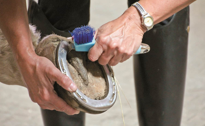 Hoof Care