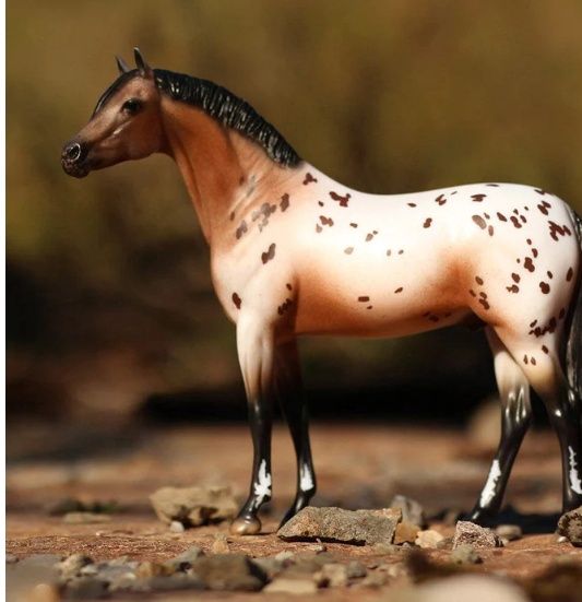 The Ideal Series | Pony of the Americas