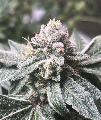 Regular  Seeds