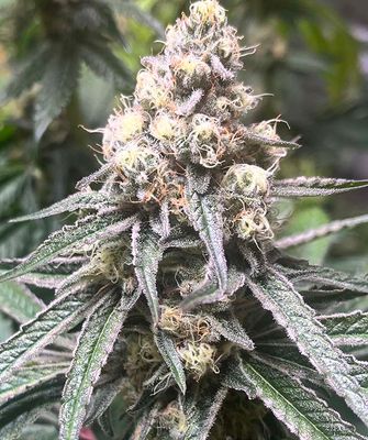 Feminized Seeds