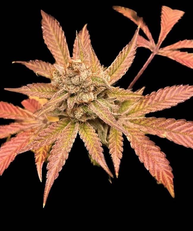 Blackberry Kush S1