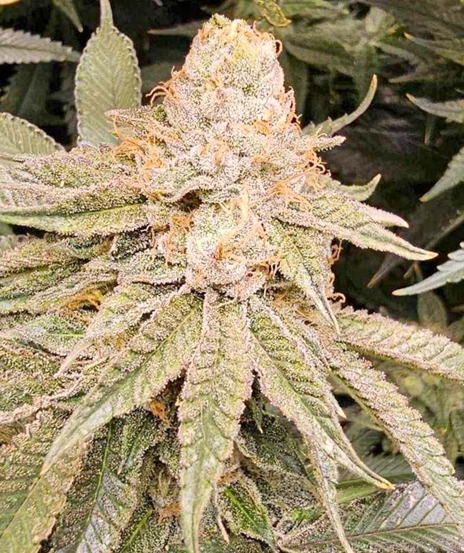 Moonberry