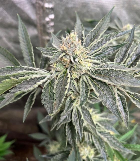 Chem Gibbler