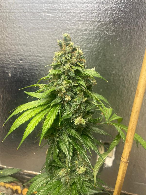 Lemon Gunk
