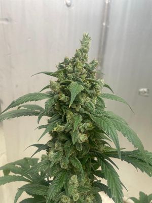 Lemon G S1