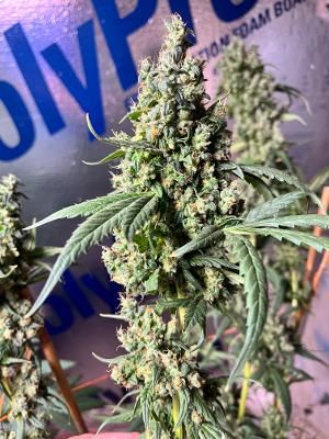 C-Bus Citrus