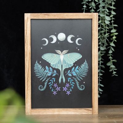 Luna Moth Frame [DF_79124]