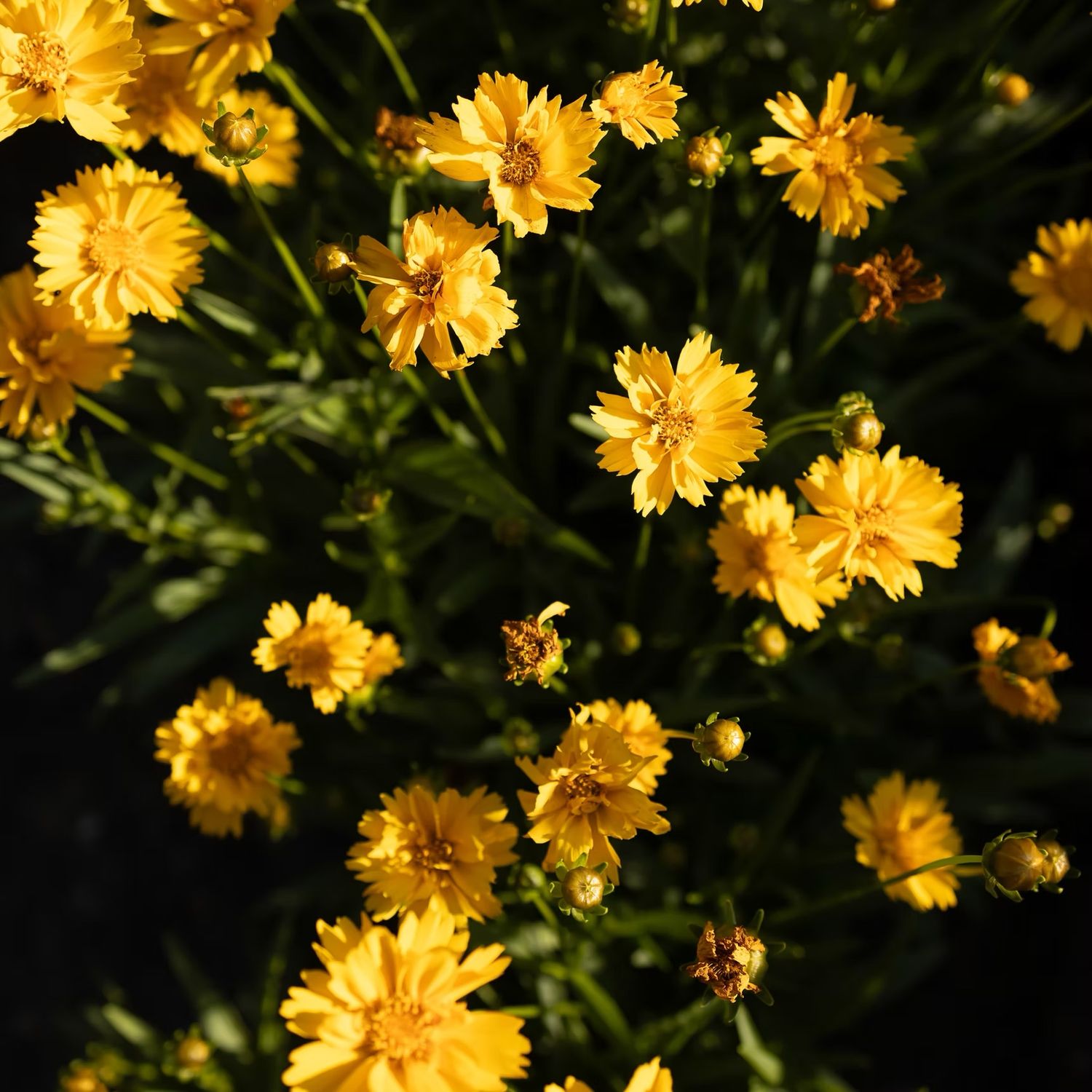 Les Parsemées - Edible Bouquet