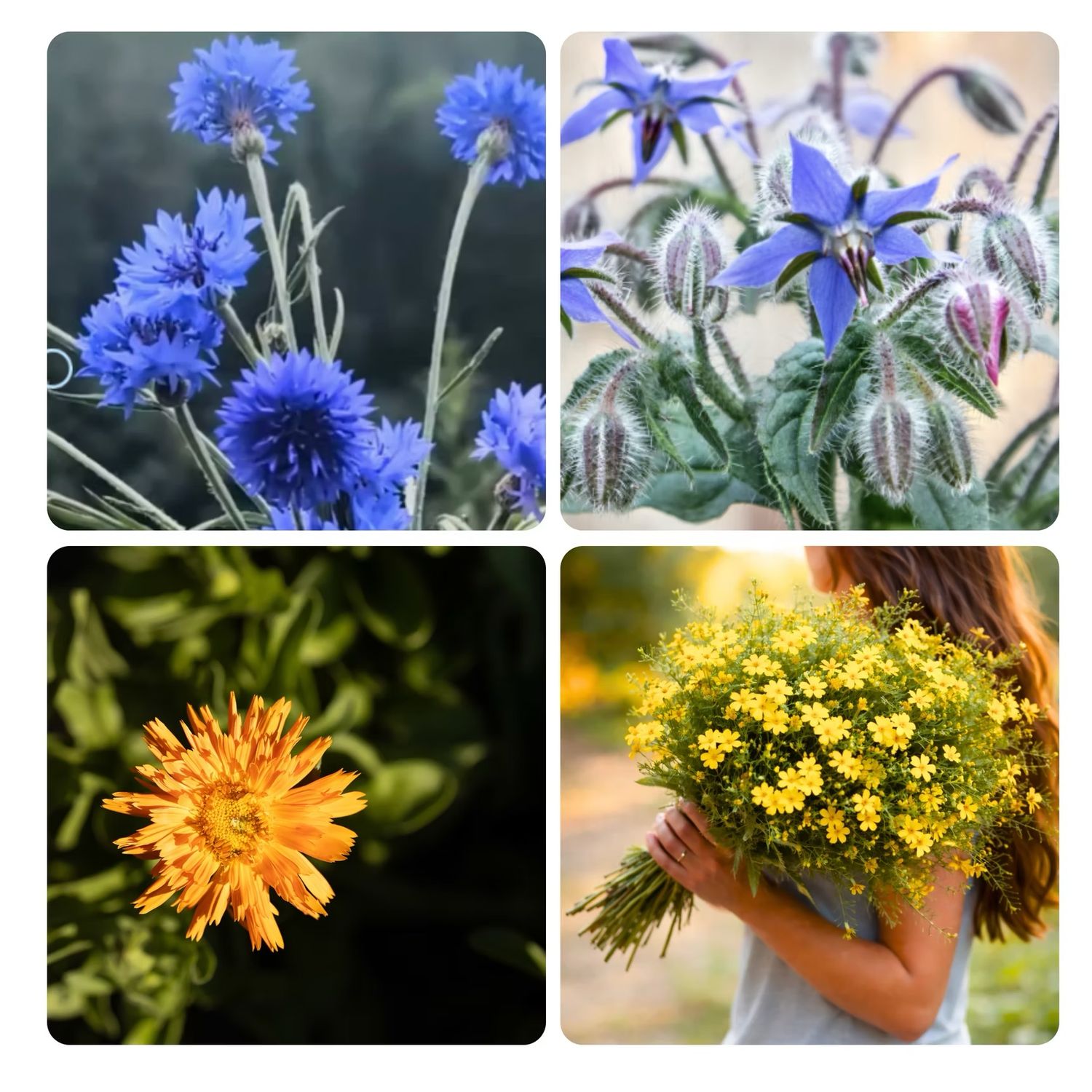 Les Parsemées - Edible Bouquet