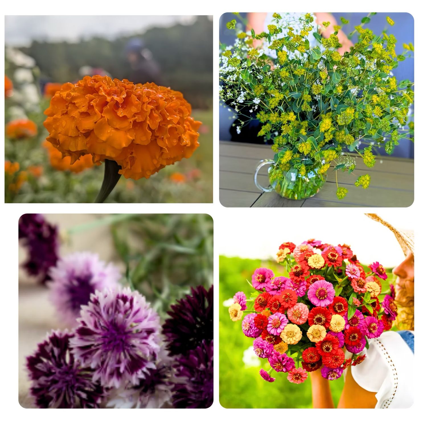 Les Parsemées - Balcony Bouquet