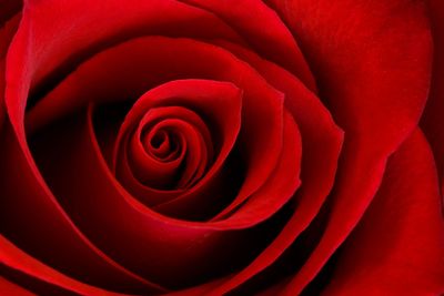 open red rose blossom