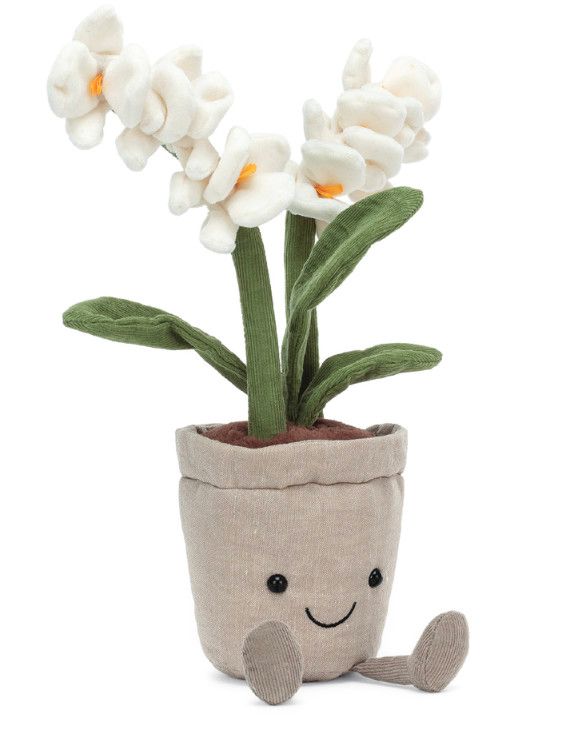 Amuseable Cream Orchid