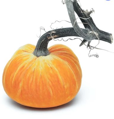 Hot Skwash Pumpkin Carrot 4"