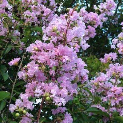 CRAPE MYRTLE &#39;MUSKOGEE&#39;