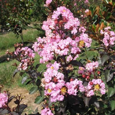 CRAPE MYRTLE &#39;RHAPSODY IN PINK&#39;