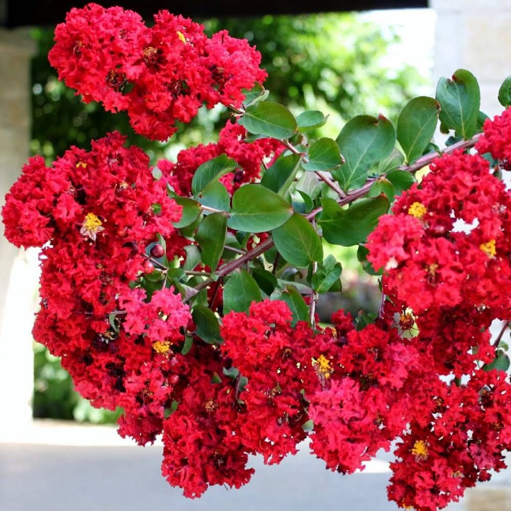 CRAPE MYRTLE &#39;RED&#39;
