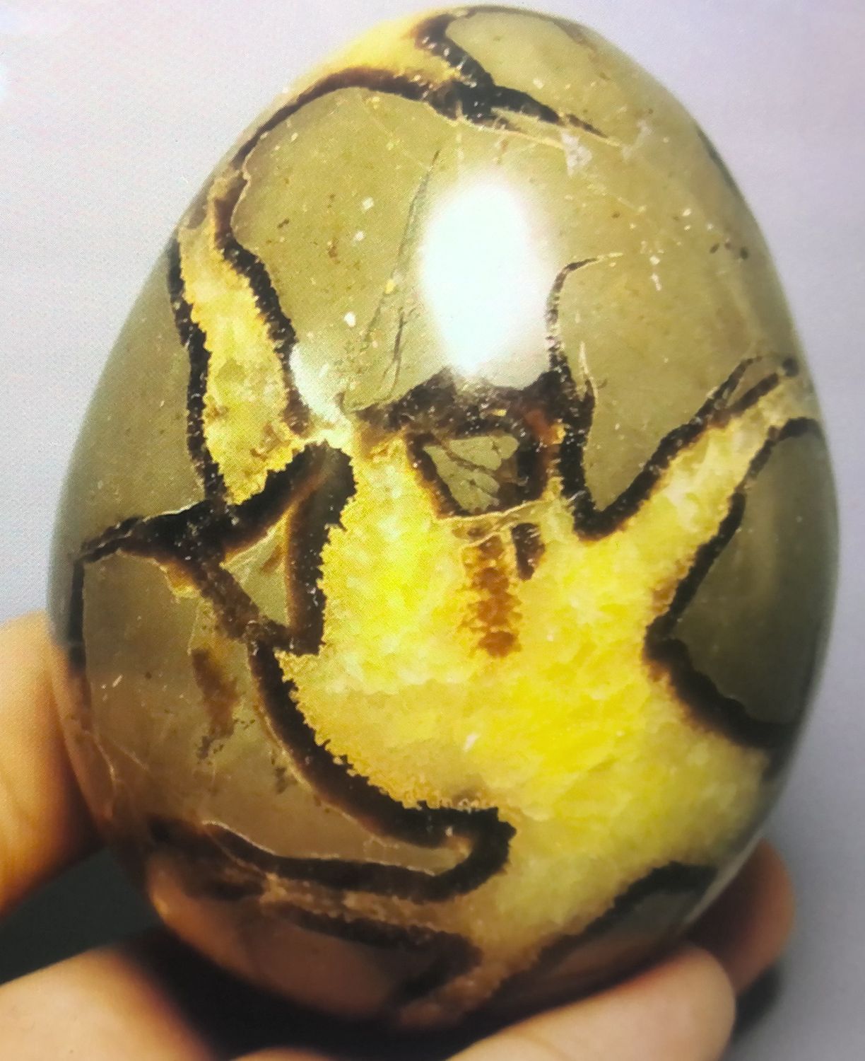 Polished Dragon Sceptrin Geode Sphere Egg