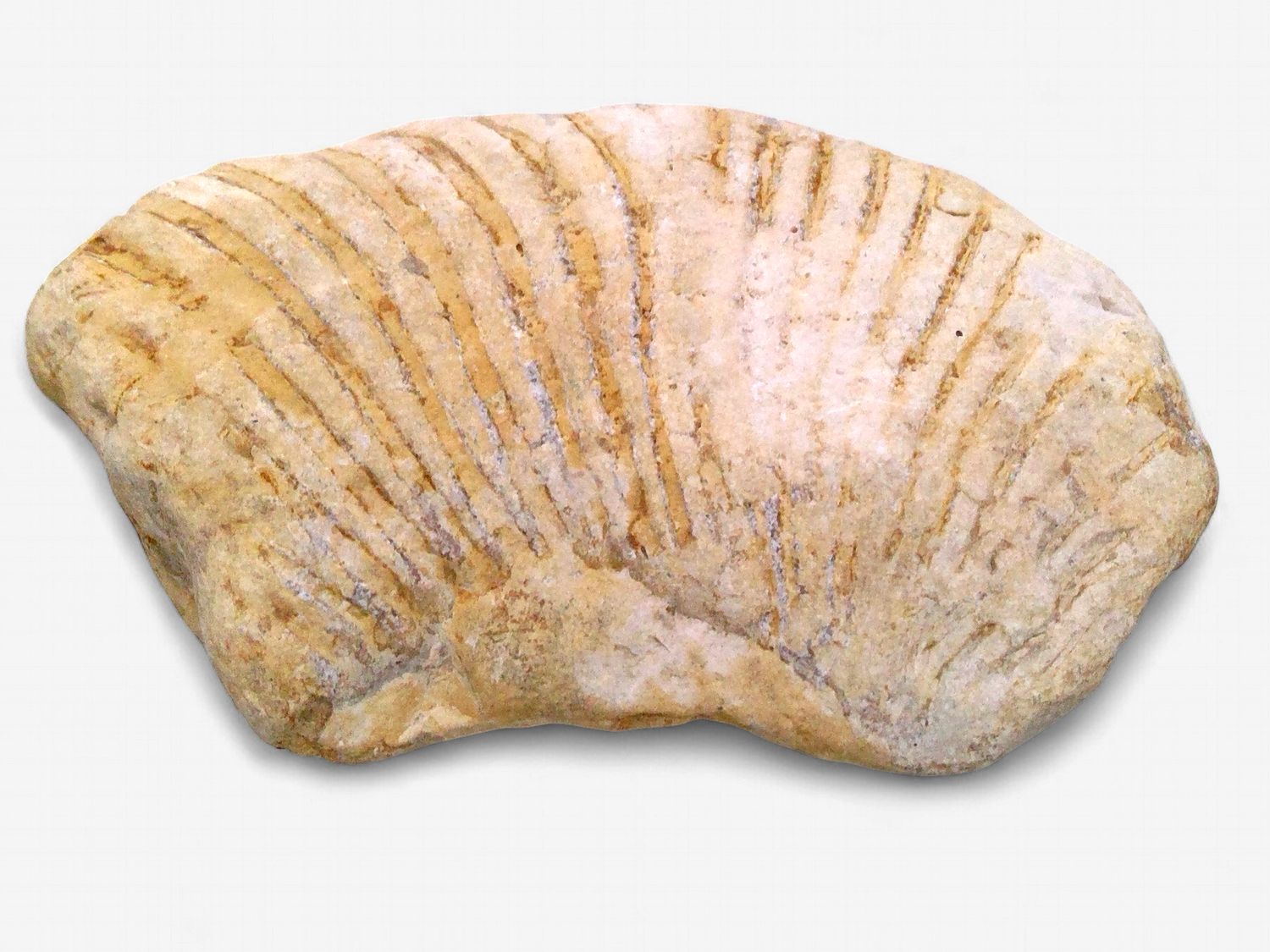 Partial Ammonite Fossil 10.5 oz Partial Ammonite Fossil 10.5 oz