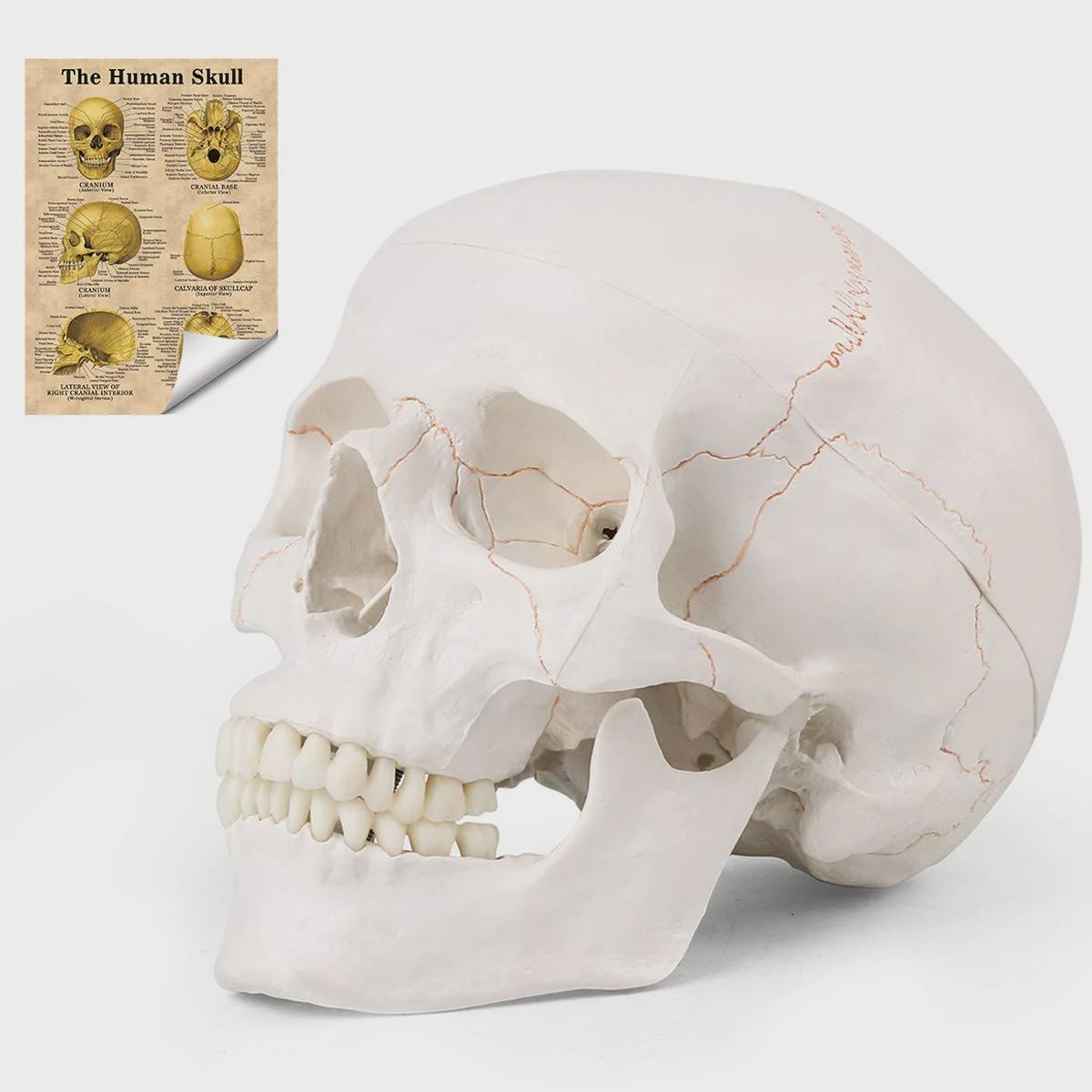 LYOU Human Skull Model