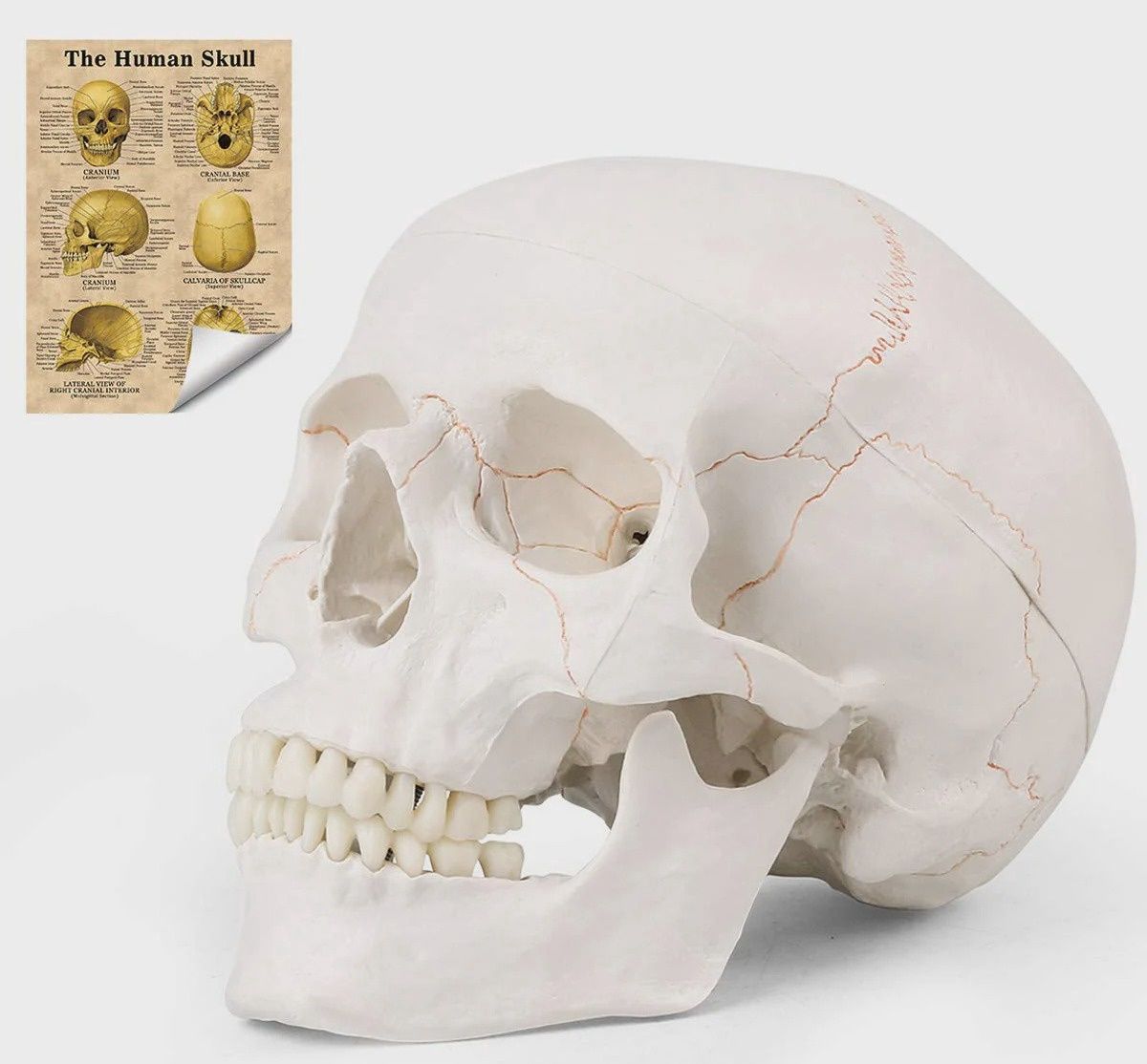 LYOU Human Skull Model LYOU Human Skull Model, Colour: white