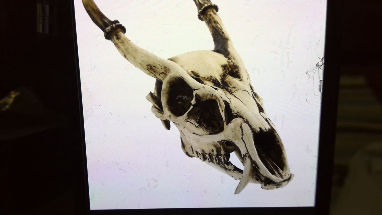 Bestoyard Goat Skull Med Size