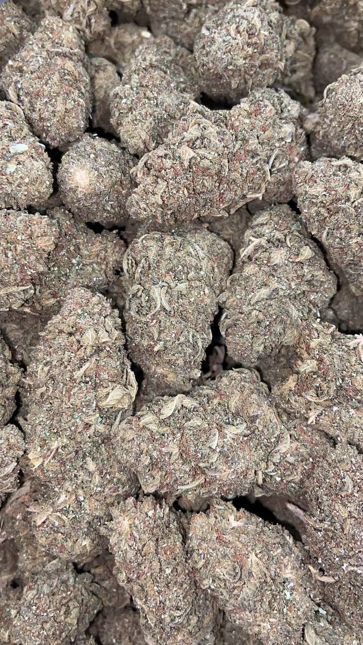 JUNGLE COOKIES