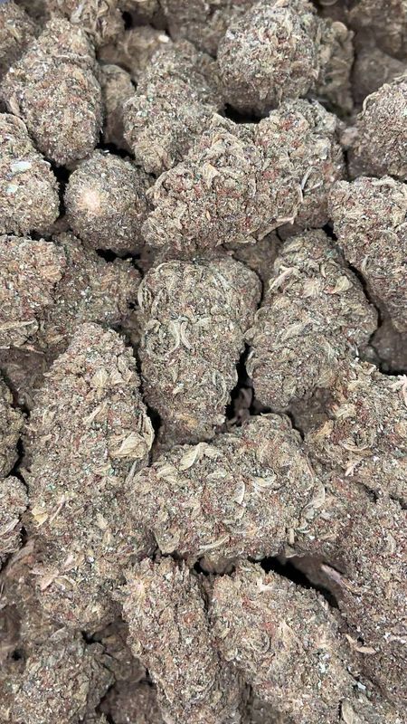 JUNGLE COOKIES