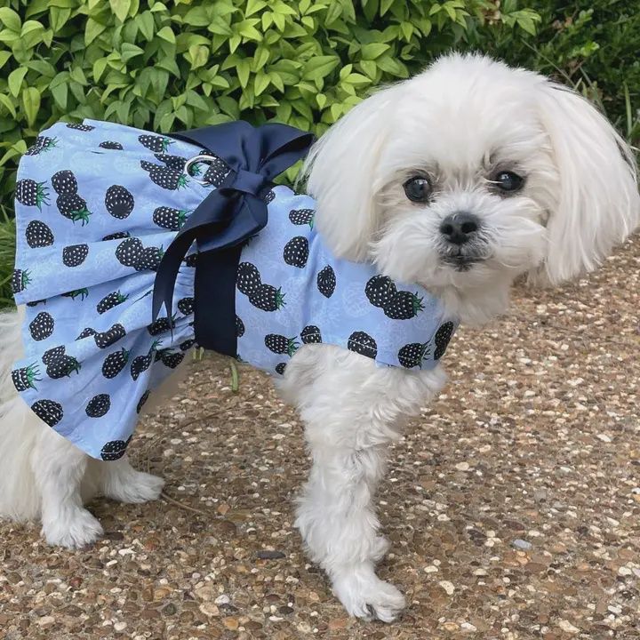 Blackberries Dress with Leash