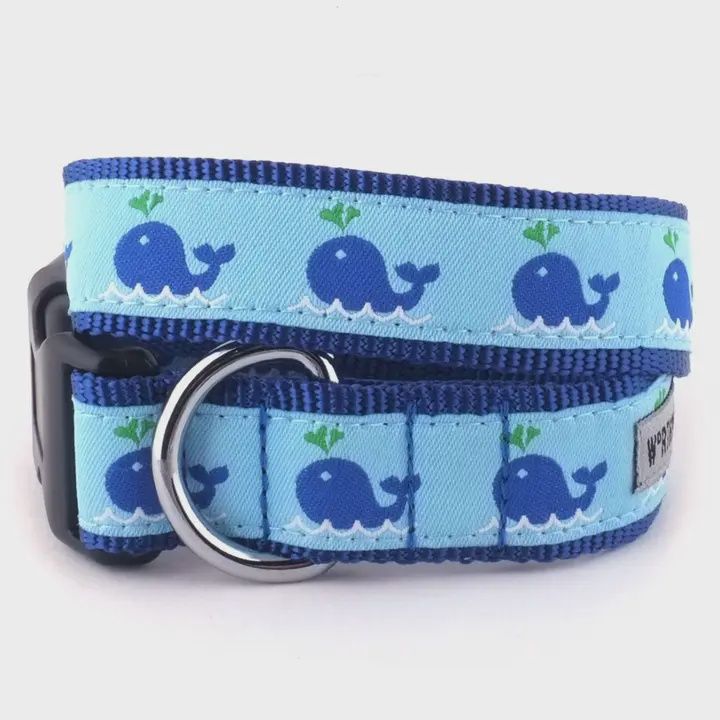 Squirt Wale Dog Collar