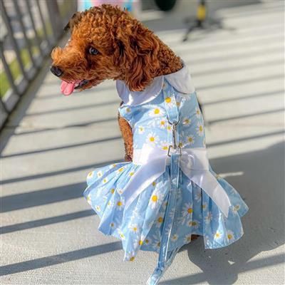 Daisy Dog Dress W/Leash