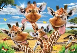 50pcs Super 3D Puzzles, Type: Giraffe Selfie