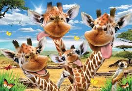 50pcs Super 3D Puzzles, Type: Giraffe Selfie