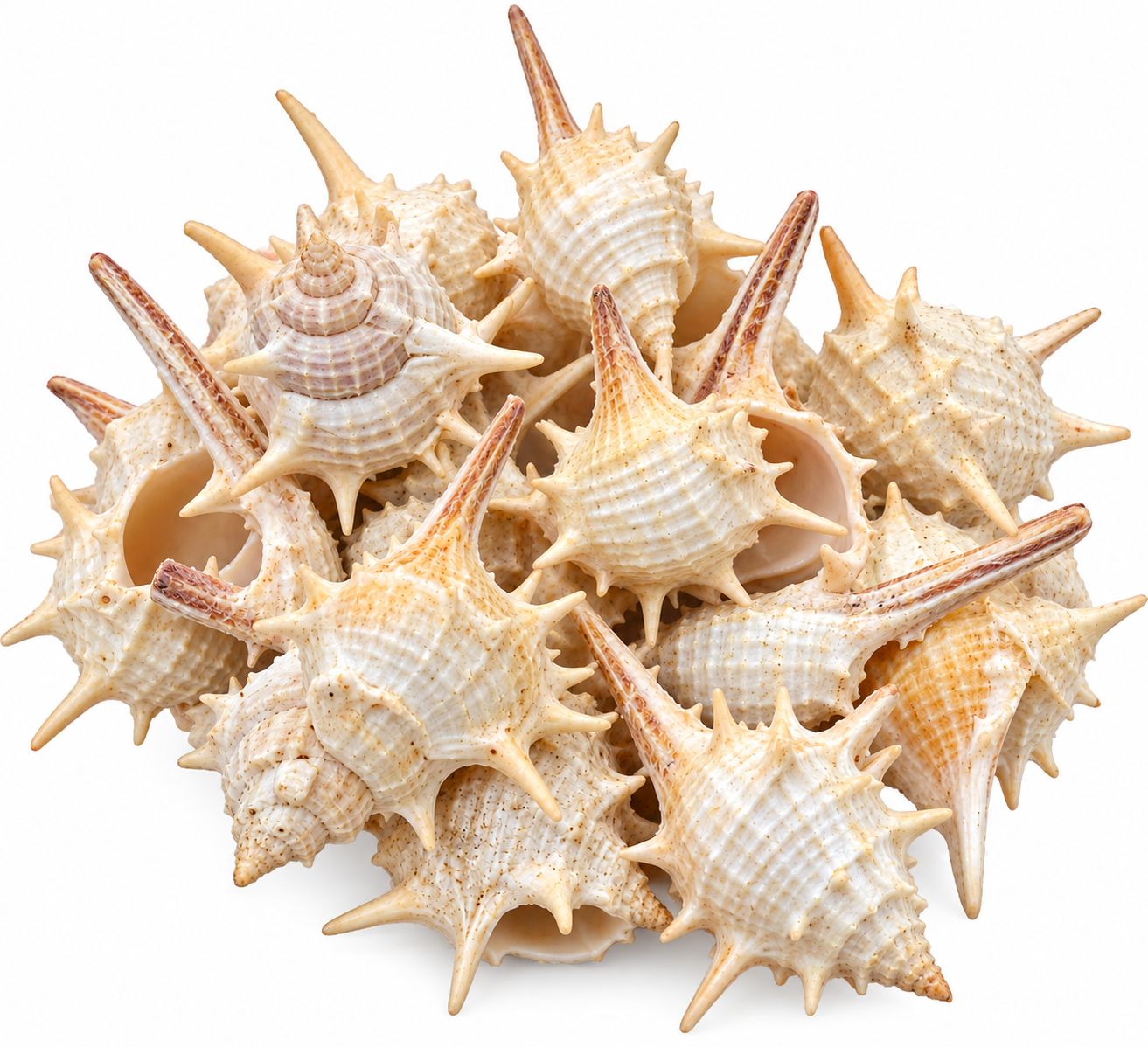 12pcs Sea Shells Decoration