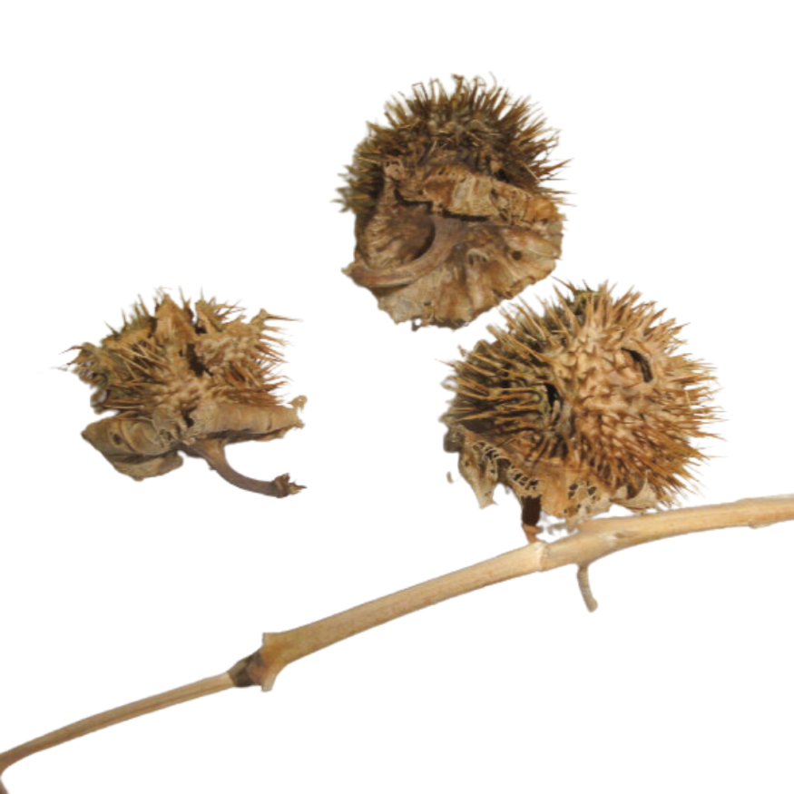 Devil&#39;s Apple (Datura Seed Pods)